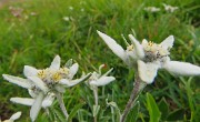 52 Leontopodium alpinum (Stella alpina)